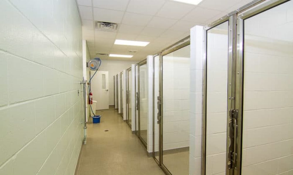 Website picture - kennel